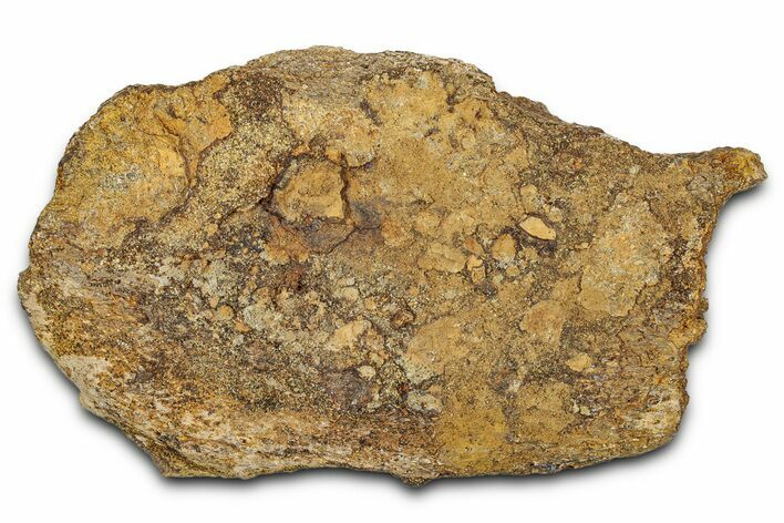Dinosaur (Triceratops) Frill Shield Section - Montana #338938